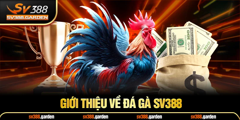 Giới thiệu về đá gà sv388