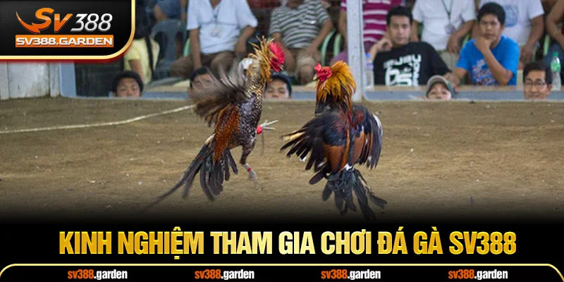 Kinh nghiệm tham gia đá gà sv388