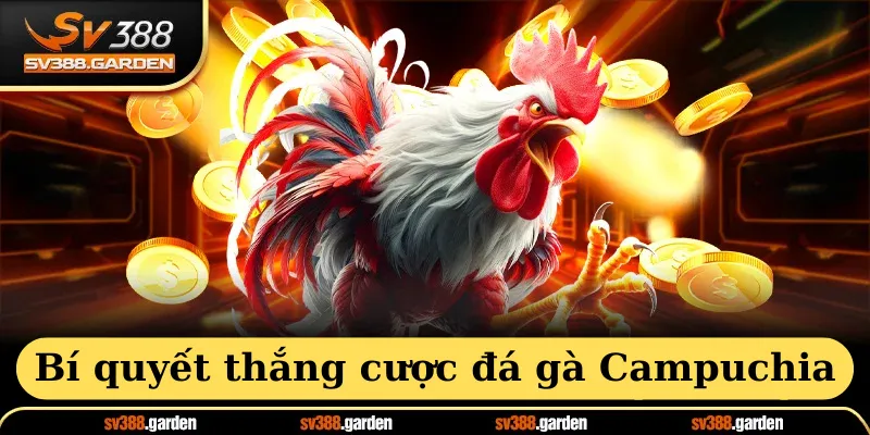 Bí quyết thắng cược đá gà campuchia tại sv388