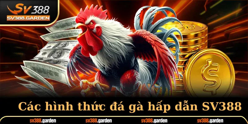 Các hình thức đá gà hấp dẫn sv388
