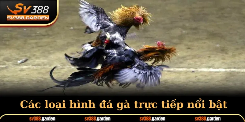 Các loại hình đá gà trực tiếp nổi bật