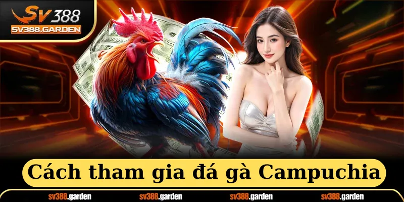 Cách tham gia đá gà campuchia