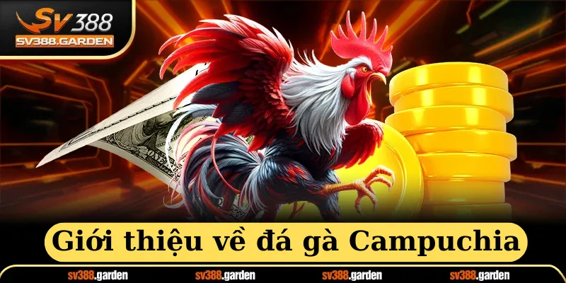 Giới thiệu đá gà campuchia tại SV388