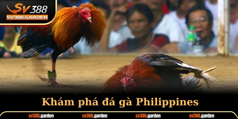 Khám phá đá gà Philippines