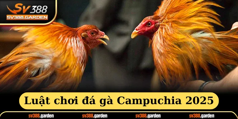 Luật chơi đá gà campuchia